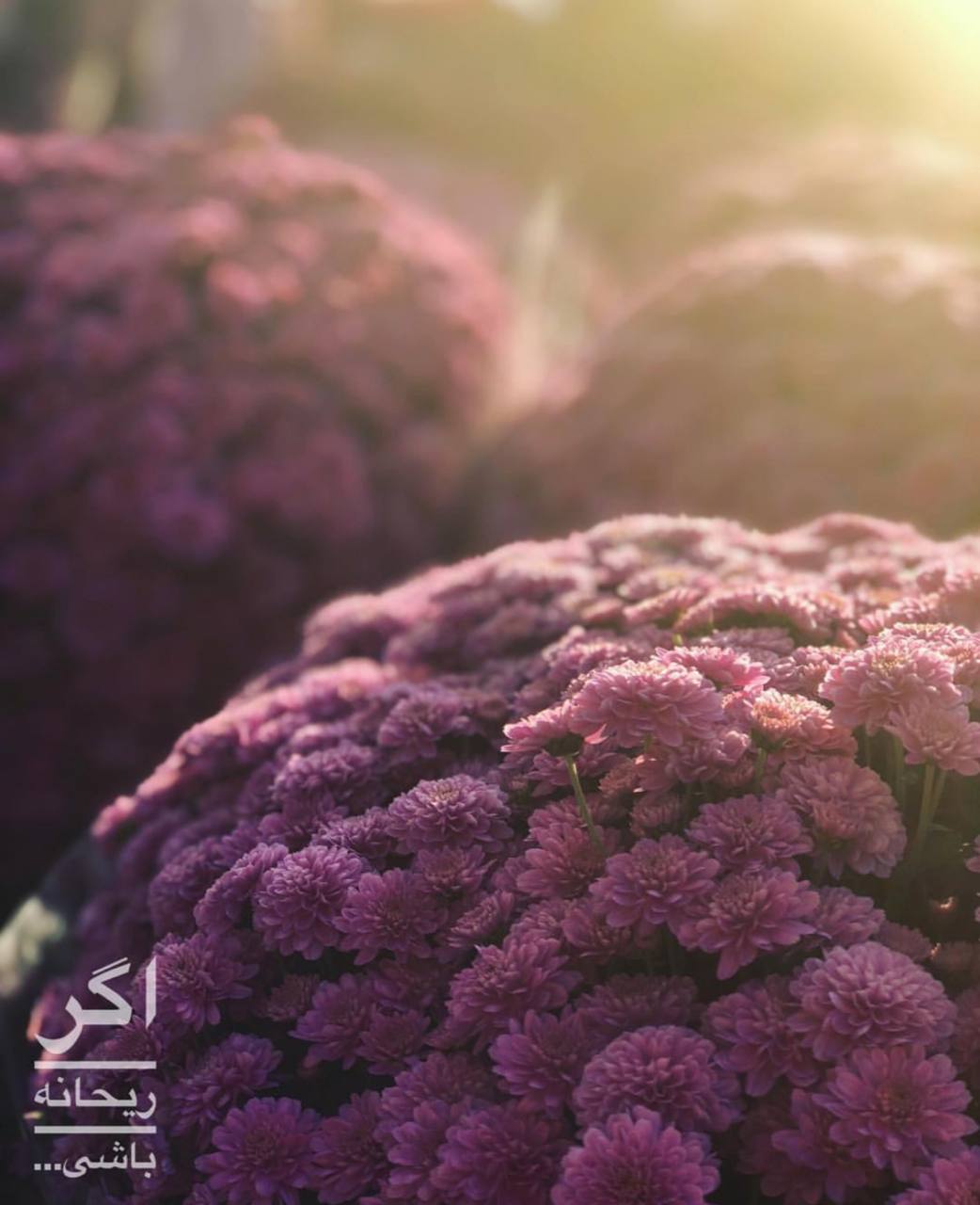 اگر ریحانه باشی…